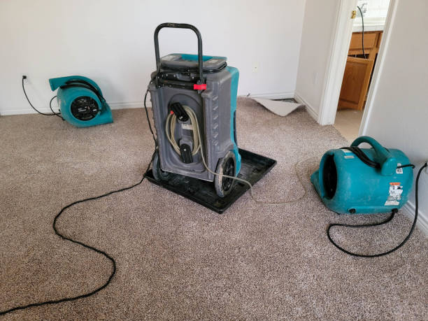 Best Water damage mitigation services  in Adelphi, MD